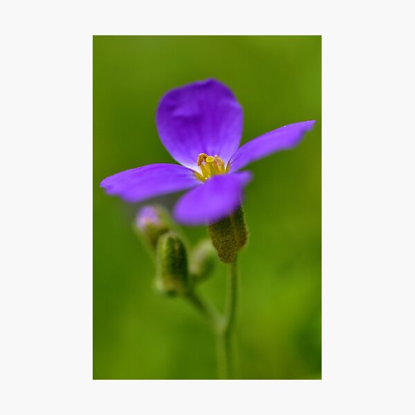 Item preview, Spring colors designed and sold by Denise Couturier.