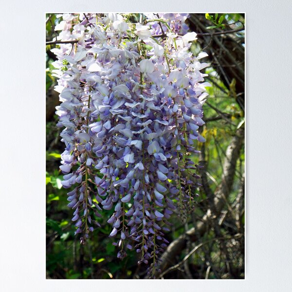 Item preview, Wistful Wisteria 4 designed and sold by WalnutHill.
