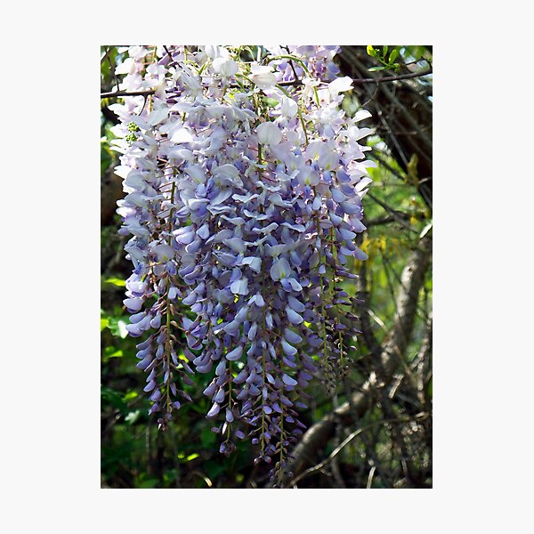 Item preview, Wistful Wisteria 4 designed and sold by WalnutHill.