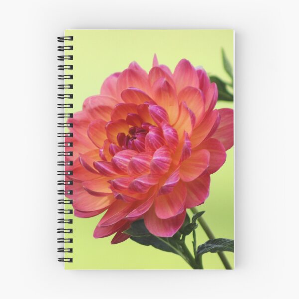 Item preview, Pinkish Yellowish Dahlia designed and sold by Gilda Axelrod.