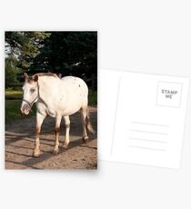 Kilty - NNEP Ottawa ON Postcards