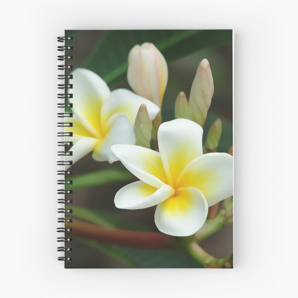 Item preview, franjipani - from bud to bloom designed and sold by Trish Hart.