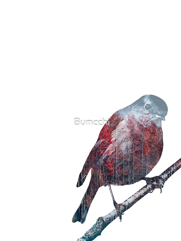 Forest Robin on a Branch by Bumcchi