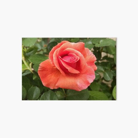 Orange Rose Art Board Print