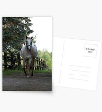 Caramel - NNEP Ottawa, ON Postcards