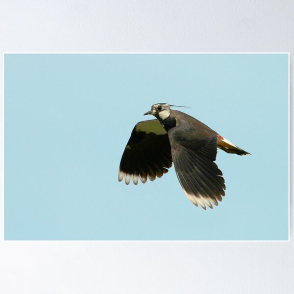 Item preview, Flight Of The Lapwing designed and sold by Robert Abraham.