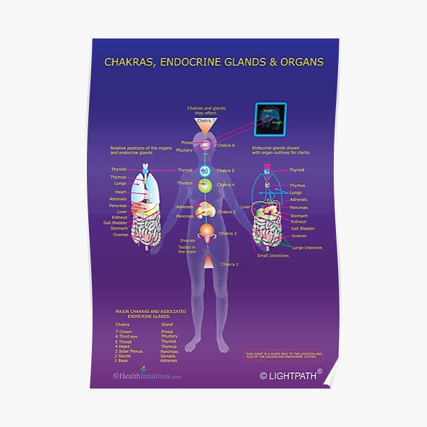 Chakras, Endocrine Glands and Organs Poster