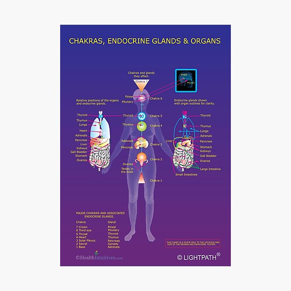 Item preview, Chakras, Endocrine Glands and Organs designed and sold by healthintuitive.