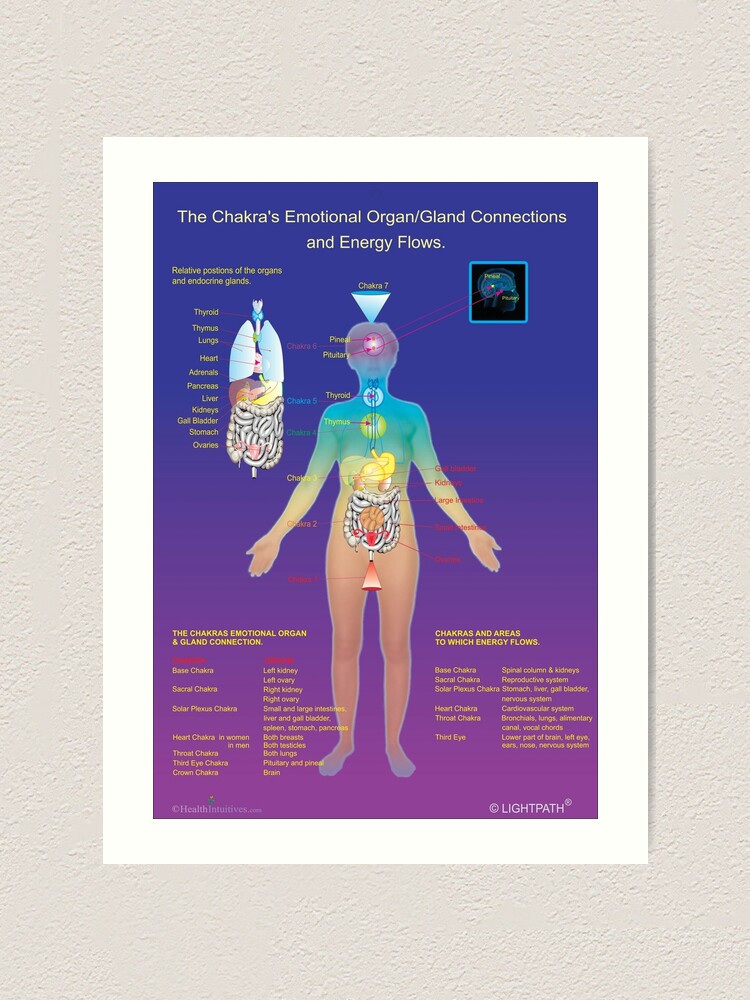 The Chakra S Emotional Organ Gland Connections And Energy Flows Art Print By Healthintuitive Redbubble