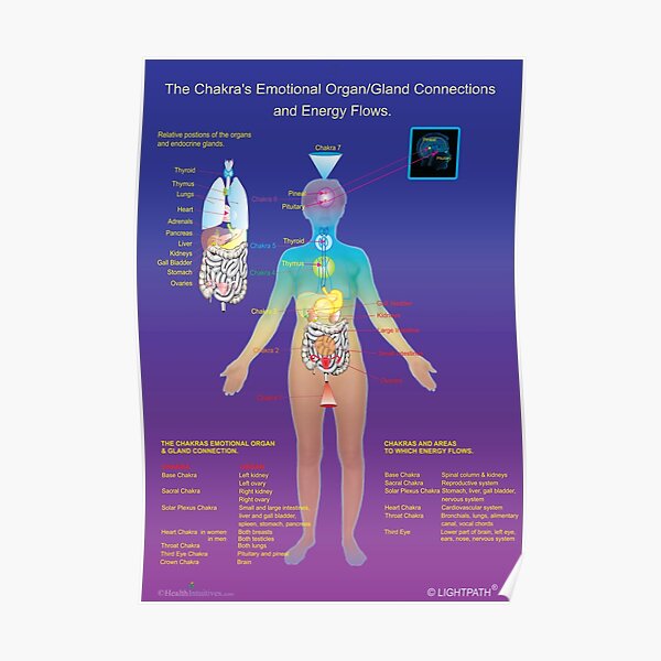 The Chakra's Emotional Organ/Gland Connections and Energy Flows Poster