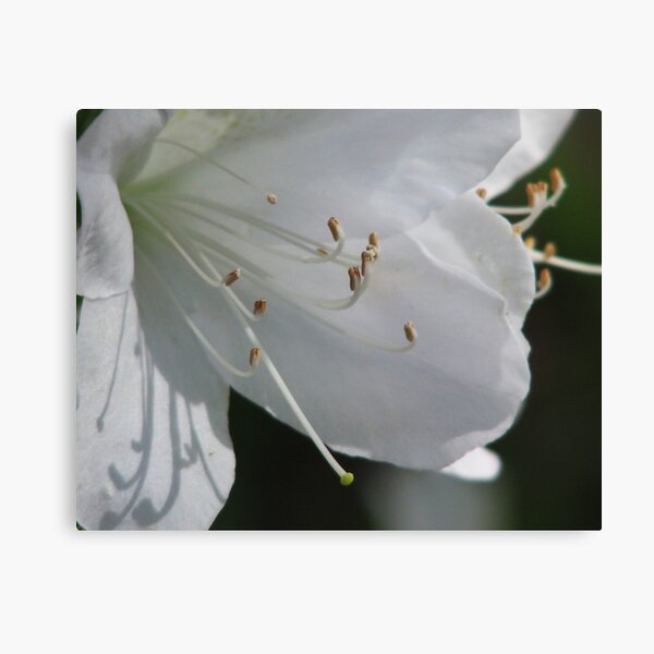 White Azalea Canvas Print