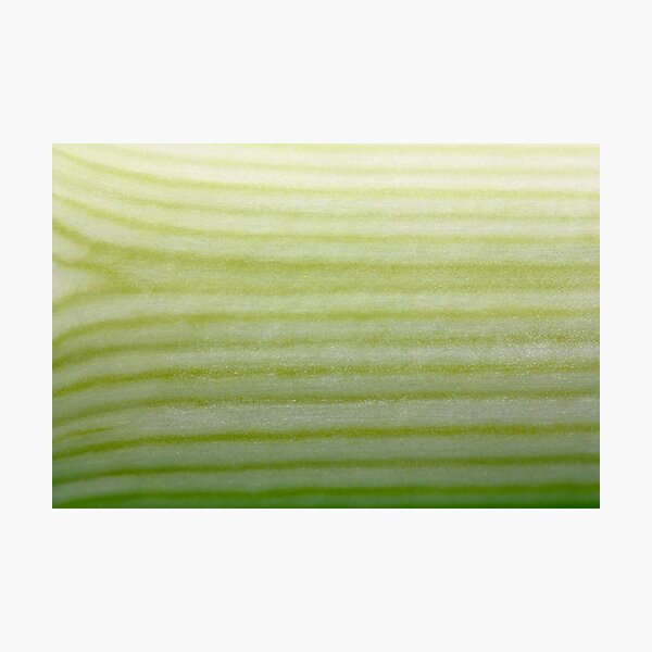 Green lines Photographic Print