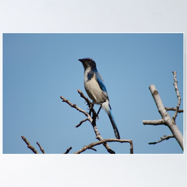 Item preview, A Stellar Jay designed and sold by Ajeet.