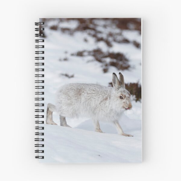 Item preview, Copy of white wild mountain hare designed and sold by chanonry.
