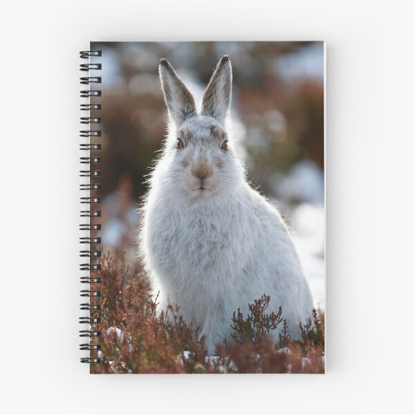 Item preview, Copy of white wild mountain hare designed and sold by chanonry.