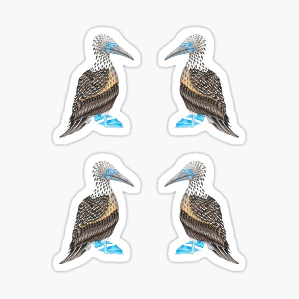 Blue Footed Booby Pattern Sticker