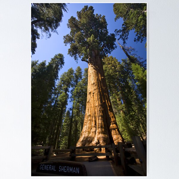 Item preview, The Largest Tree in the World designed and sold by Adam Bykowski.