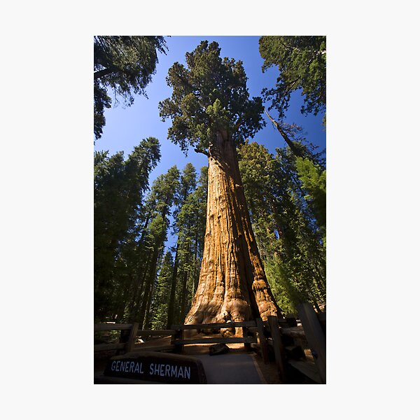 Aperçu de l'œuvre The Largest Tree in the World créée et vendue par Adam Bykowski.