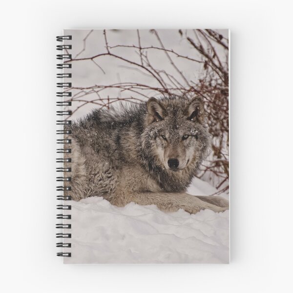 Item preview, Focus! designed and sold by Tracey  Dryka.