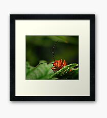 Rhagonycha fulva-Soldier Beetle Framed Print