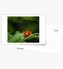 Rhagonycha fulva-Soldier Beetle Postcards