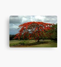 Blushing tree Canvas Print