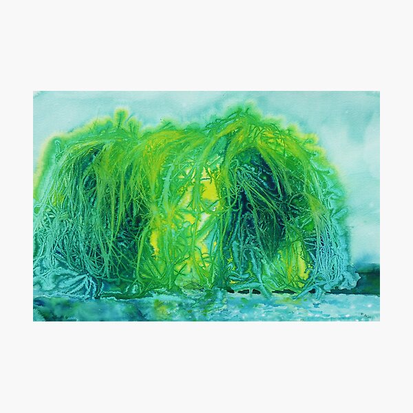 Weeping Willow Photographic Print