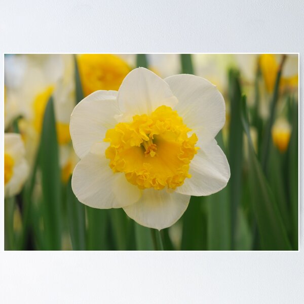 Item preview, Daffodil  designed and sold by roumen.
