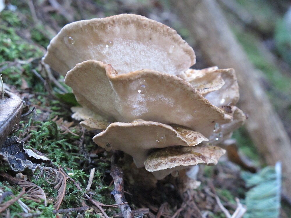 "Fungi with Water Droplets" by Jennifer Radcliffe Redbubble