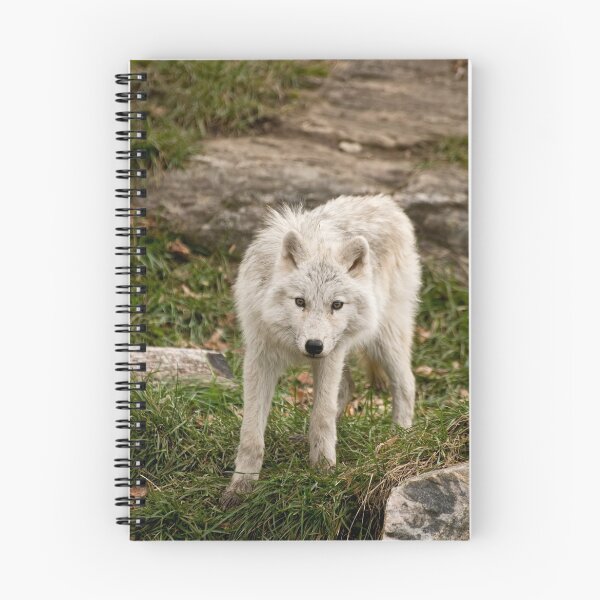 Item preview, What did you bring me! designed and sold by Tracey  Dryka.