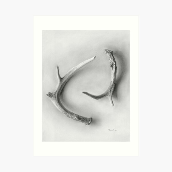 Yin & Yang - A graphite drawing of deer antlers by Brooke Figer Art Print