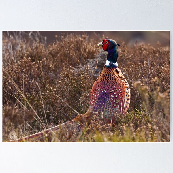 Item preview, Pheasant watching between heather in Scottish Uplands designed and sold by Gabor Pozsgai.