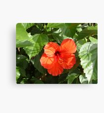 Red Hibiscus Canvas Print