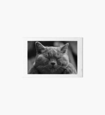Lámina rígida Gato siames