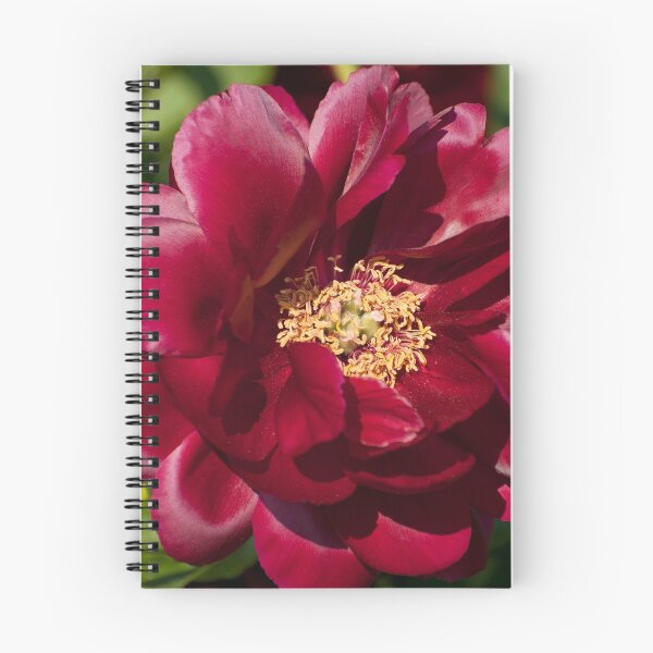 Item preview, Peony - Illini Belle designed and sold by Tracey  Dryka.