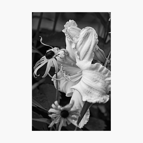 Item preview, Lime Radiance - daylily, my garden B/W designed and sold by Tracey  Dryka.