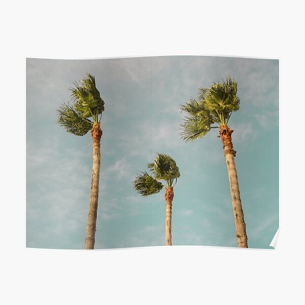 Three palms Poster