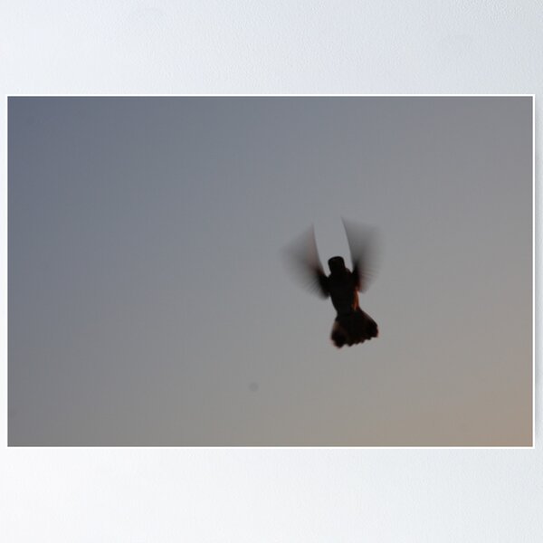 Item preview, hummingbird in hover designed and sold by shilohrachelle.