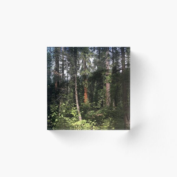 Item preview, Dense Forest Light designed and sold by Levitatelevate.