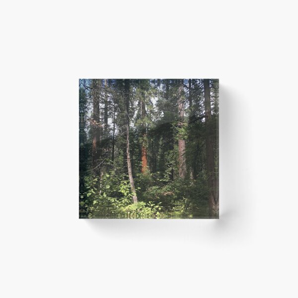 Item preview, Dense Forest Light designed and sold by Levitatelevate.