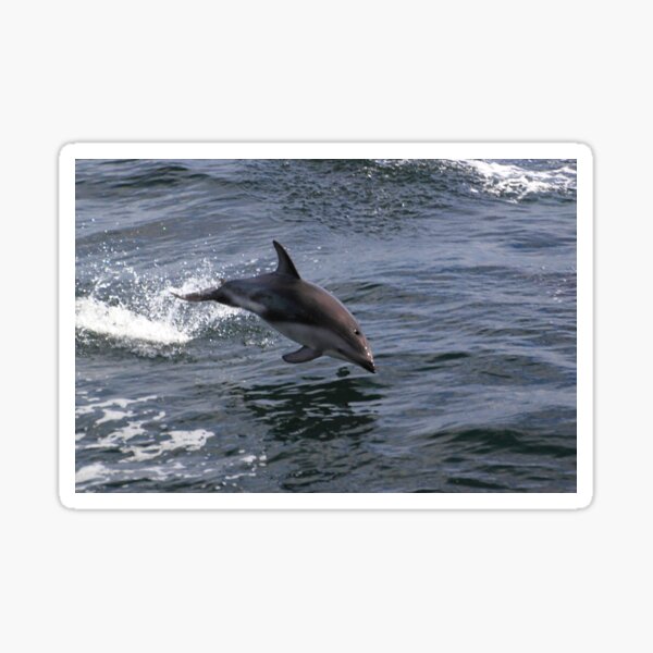 Peale's Dolphin Porpoising Sticker