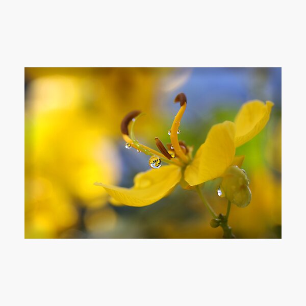 Item preview, Wild Flower designed and sold by tracyleephoto.