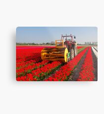 The end of the tulip season..... Metal Print