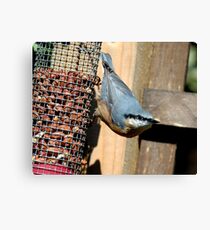 nuthatch Canvas Print