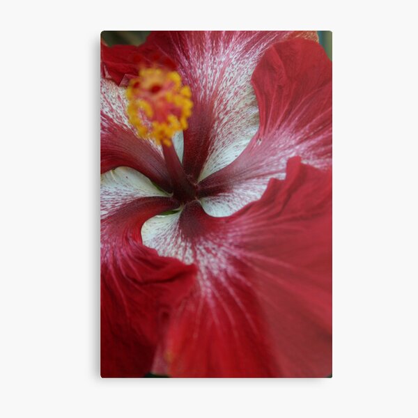 Hibiscus ''Dragon's Breath'' Metal Print
