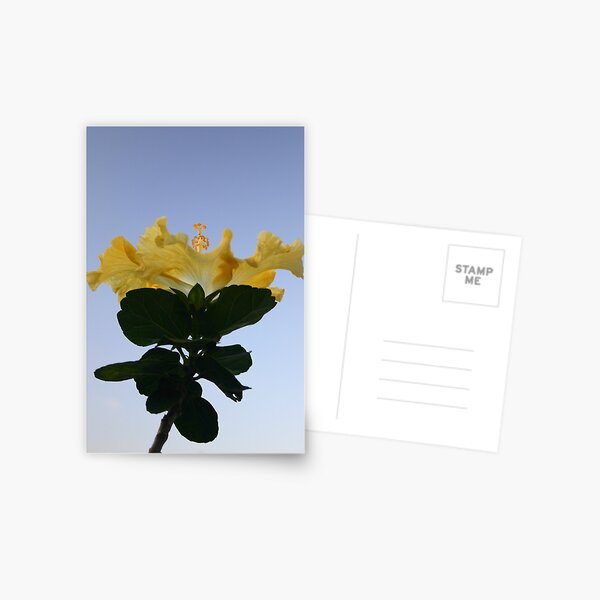Hibiscus ''Illuminate'' Postcard