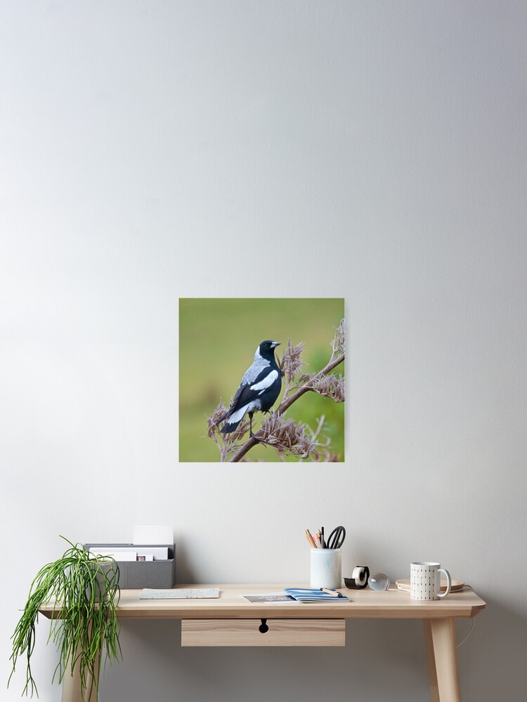 Thumbnail 2 of 3, Poster, MAGPIE ~ Australian Magpie (tyrannica) FK4P2PQ6 by David Irwin designed and sold by tasmanianartist.