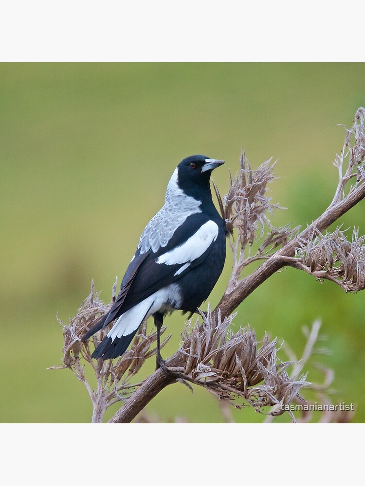 Thumbnail 3 of 3, Poster, MAGPIE ~ Australian Magpie (tyrannica) FK4P2PQ6 by David Irwin designed and sold by tasmanianartist.