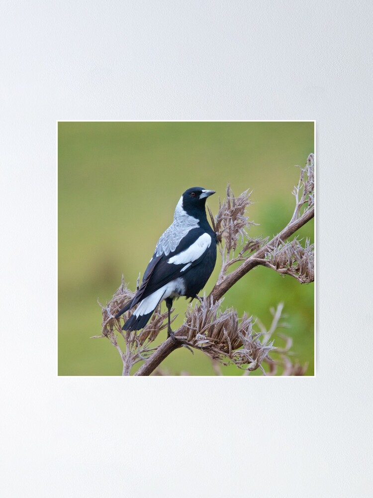 Thumbnail 1 of 3, Poster, MAGPIE ~ Australian Magpie (tyrannica) FK4P2PQ6 by David Irwin designed and sold by tasmanianartist.