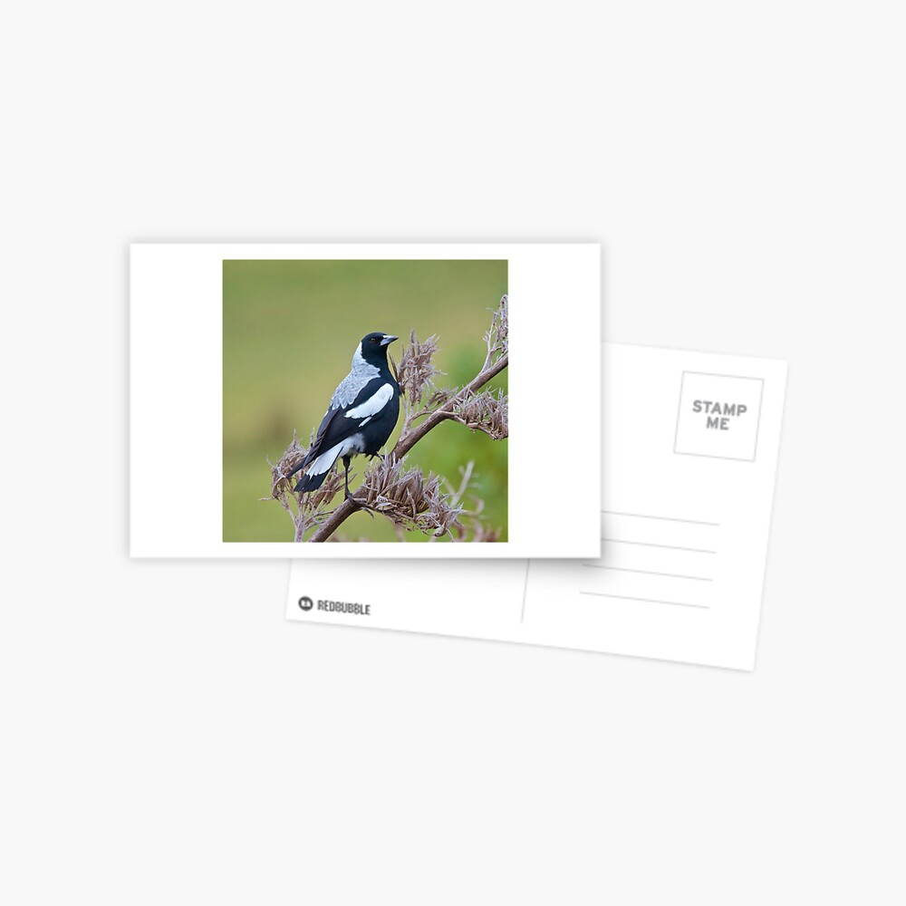 Item preview, Postcard designed and sold by tasmanianartist.